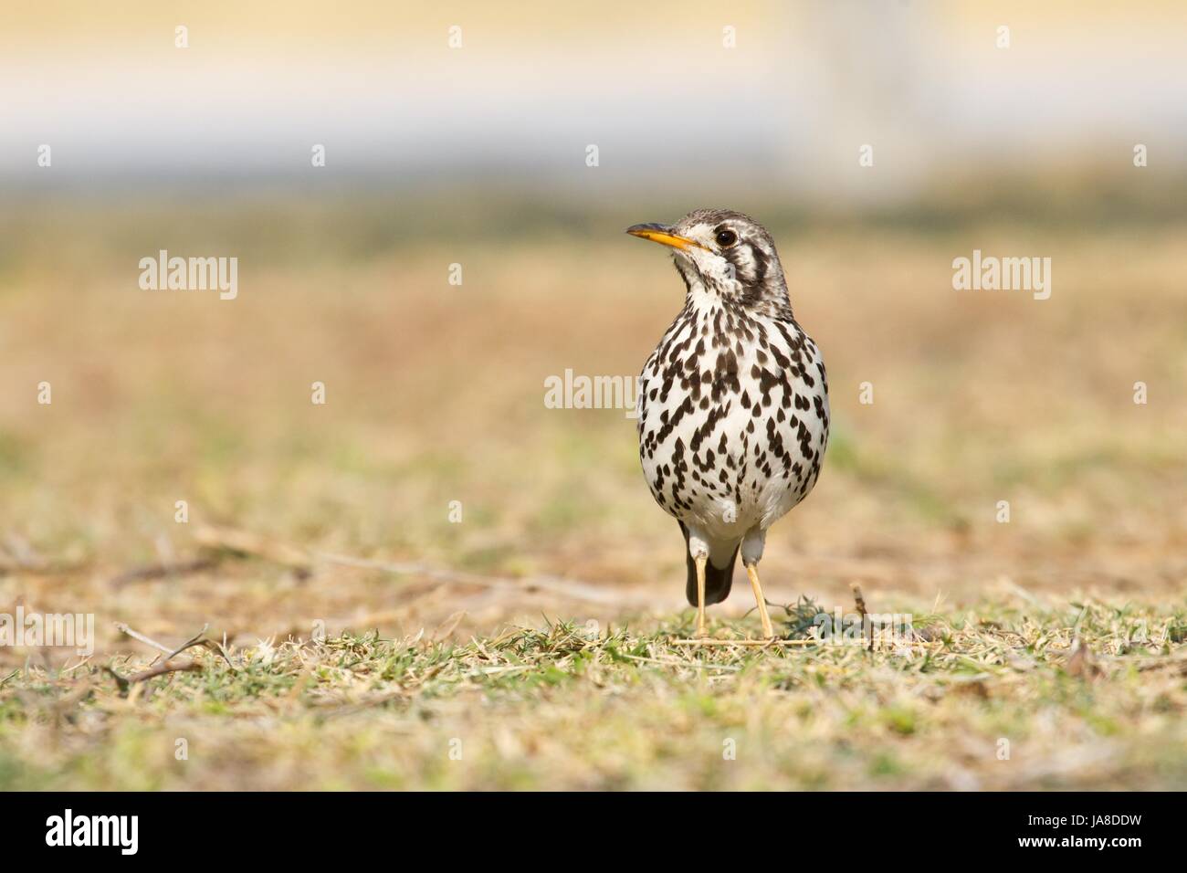 Bird, africa, Namibia, uccelli, tordi, bird, Namibia, uccelli, tordi, Foto Stock