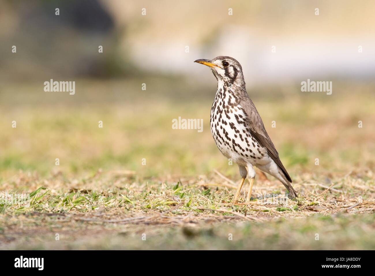 Bird, africa, Namibia, uccelli, tordi, bird, Namibia, uccelli, tordi, Foto Stock