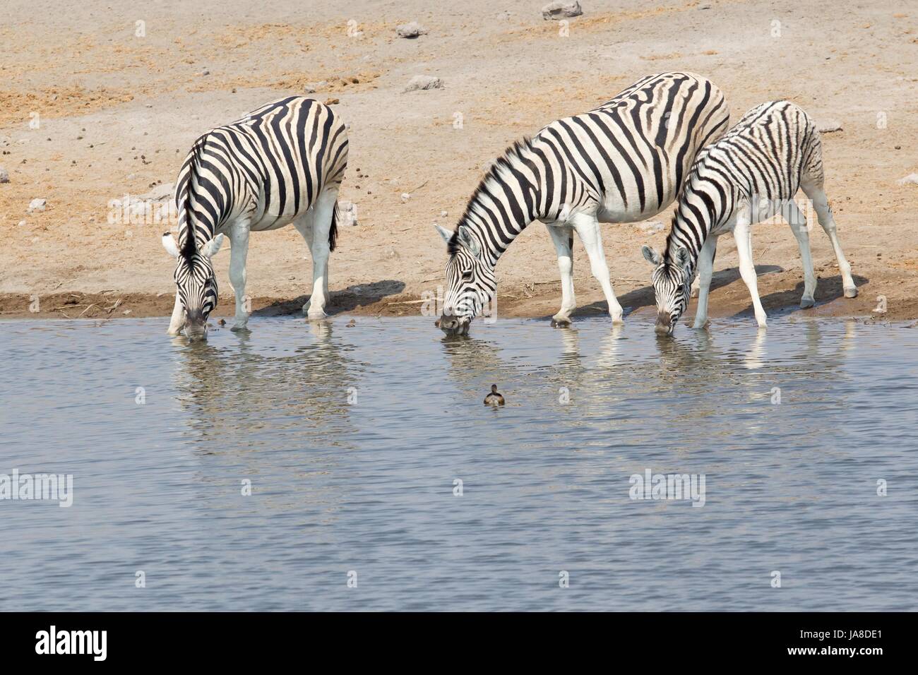 Steppenzebras Foto Stock