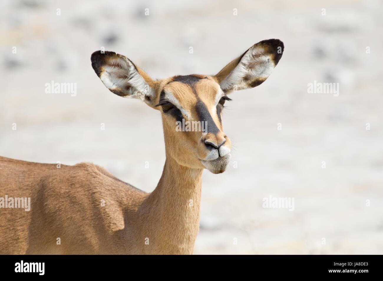 Gli impala dal muso nero Foto Stock
