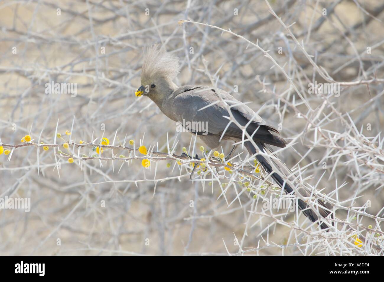 uccello grigio rumore Foto Stock