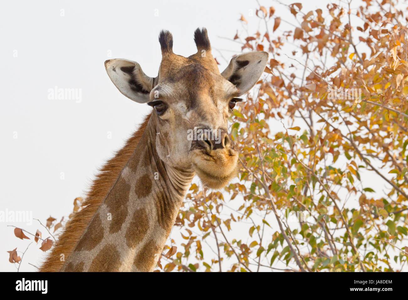 Animale, africa, Namibia, ritratto, giraffe, animale, Namibia, ritratto, giraffe, Foto Stock