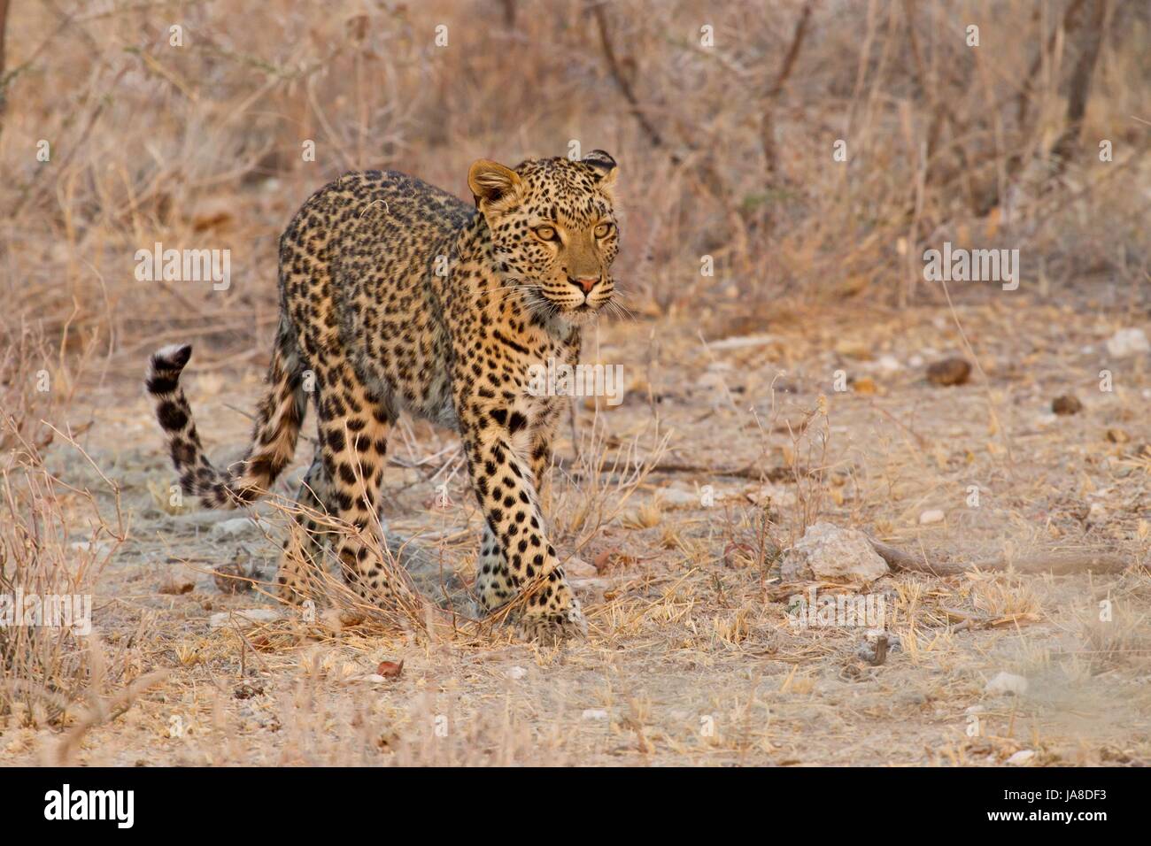 Animale, Namibia, predator, gatto, Gatto grande, predatore felino, Leopard, a piedi, vai Foto Stock