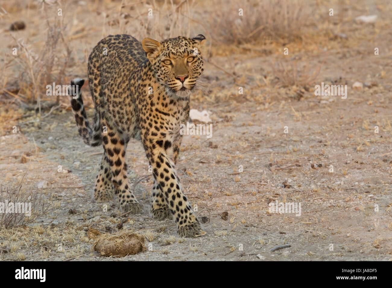 leopardo Foto Stock