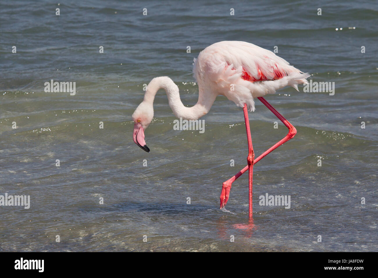 Uccello, Namibia, uccelli, flamingo, bird, Namibia, uccelli, flamingo, Walvis Bay, Foto Stock