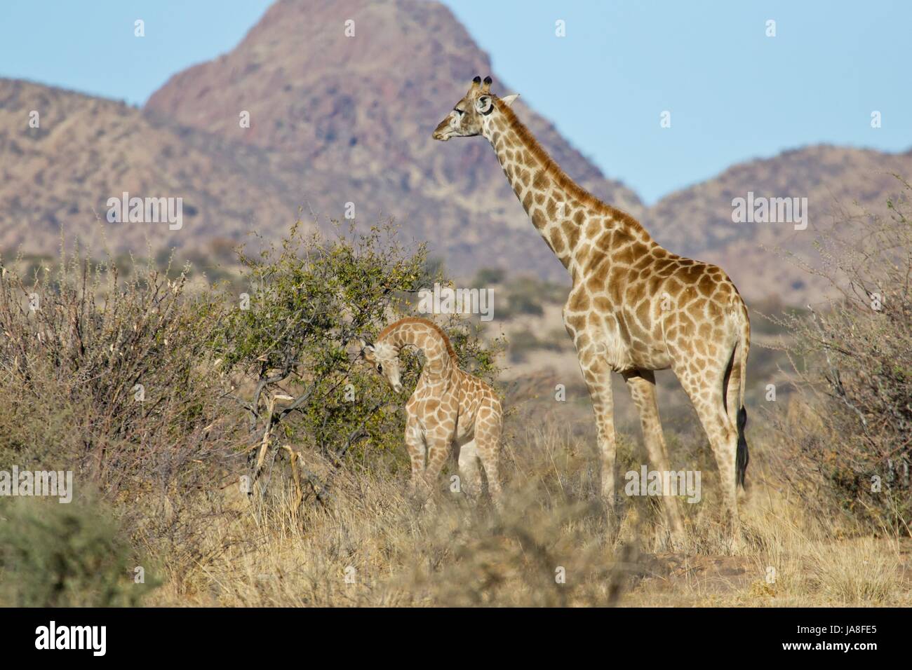 Giraffe Foto Stock