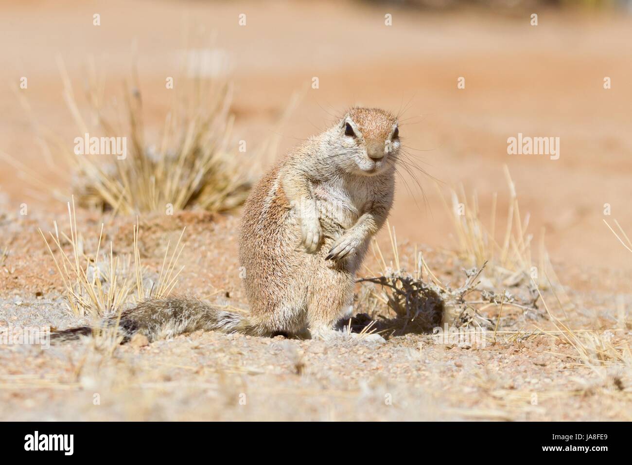 Animale, africa, Namibia, animale, africa, Namibia, africana, erdhrnchen, Foto Stock