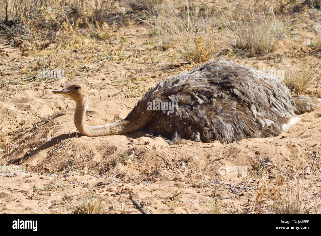 Bird, africa, Namibia, uccelli, struzzo, nosegay, bird, Namibia, uccelli covata, Foto Stock