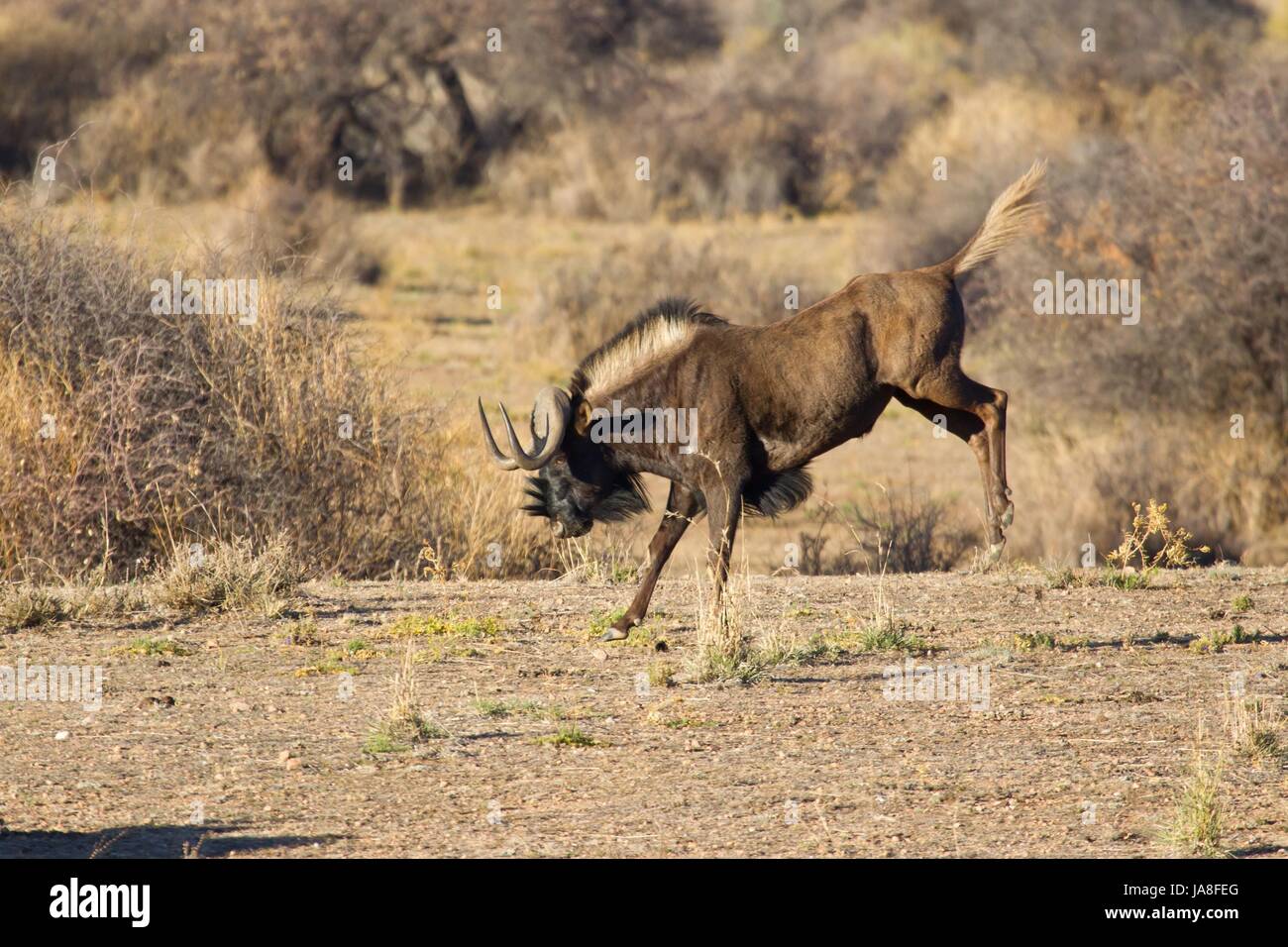 Nero GNU Foto Stock