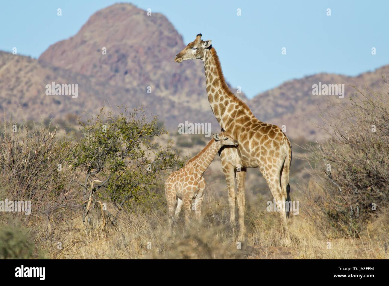 La giraffa, camminare, andare, andando, passeggiate, Edgewise, giovani, giovani, adulter, adulte, Foto Stock