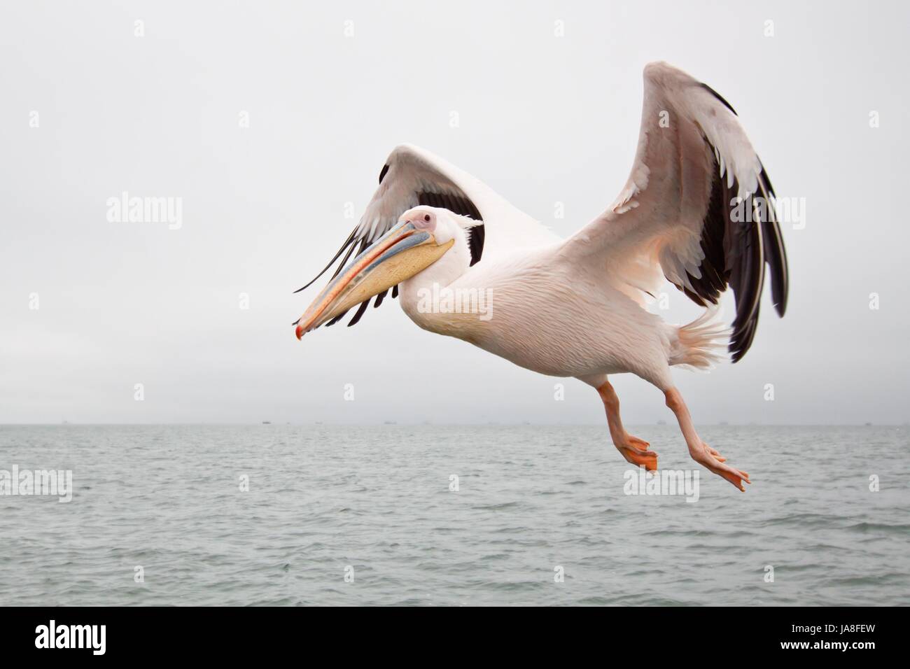 Uccello, Namibia, ritratto, uccelli, Pelican, bird, Namibia, ritratto, uccelli, Foto Stock