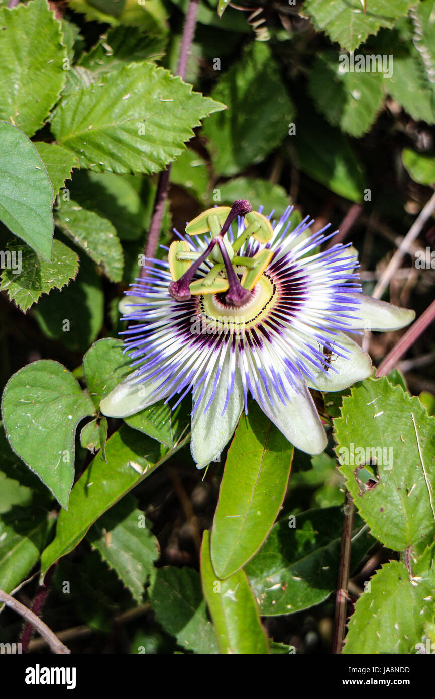 Passiflora caerulea Foto Stock