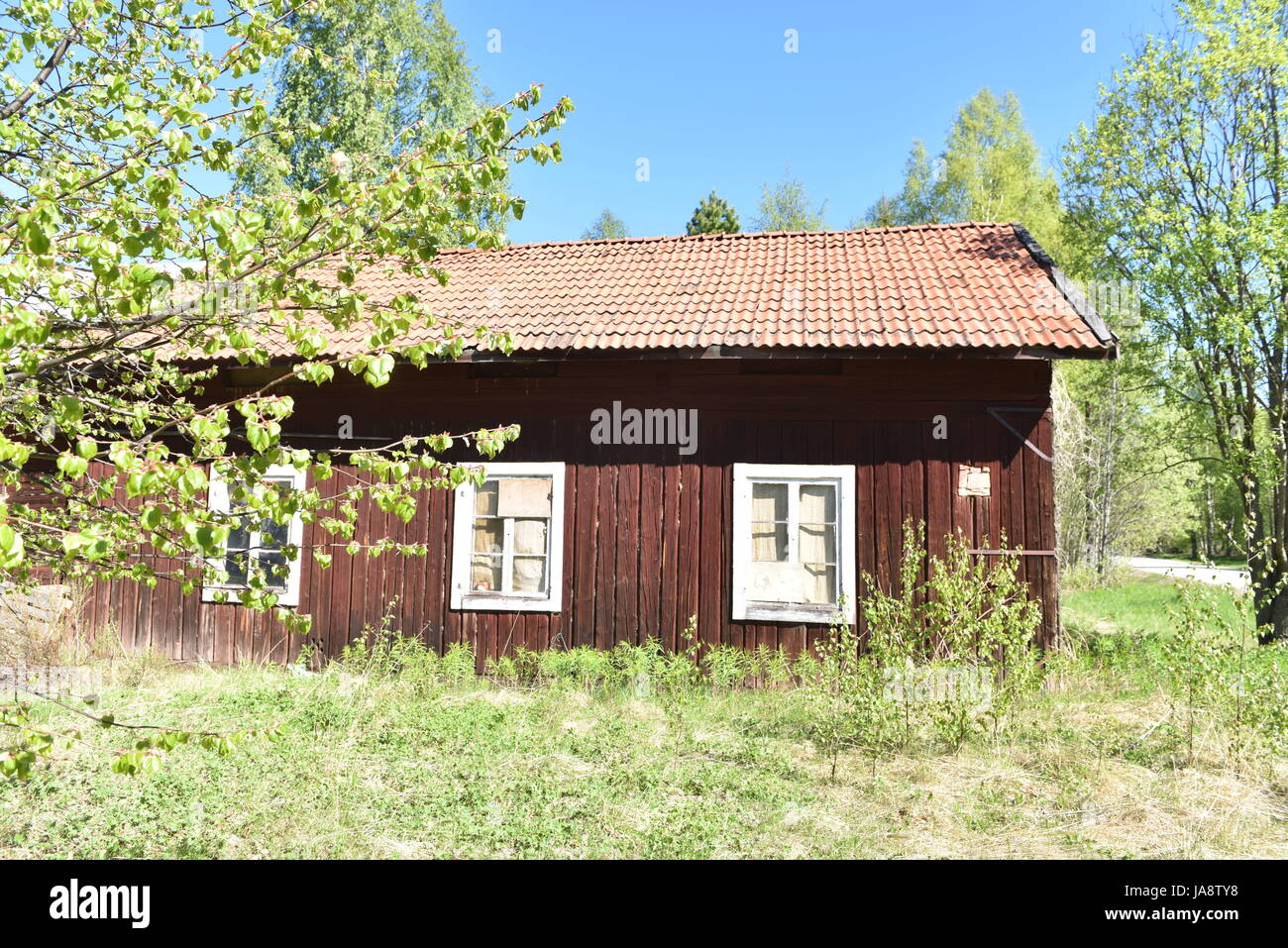 Vecchio fienile in legno nella Svezia rurale circondato da alberi verdi e erba in una soleggiata giornata primaverile, simboleggiando la tradizionale vita rurale scandinava Foto Stock