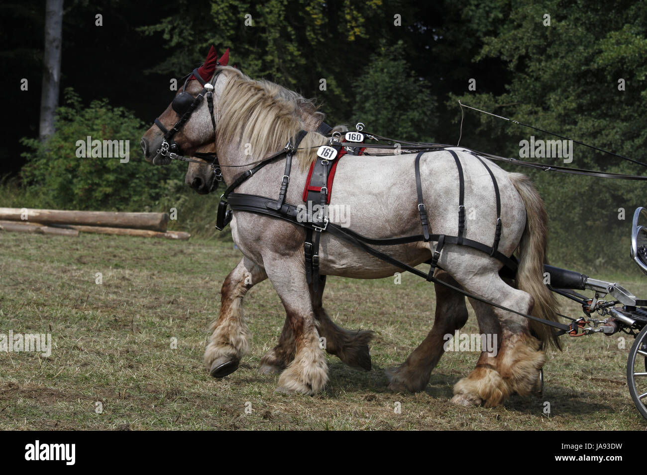 Cavallo e comoda, forte, cablaggio, pullman, agriturismo, animali a sangue freddo animale, progetto Foto Stock