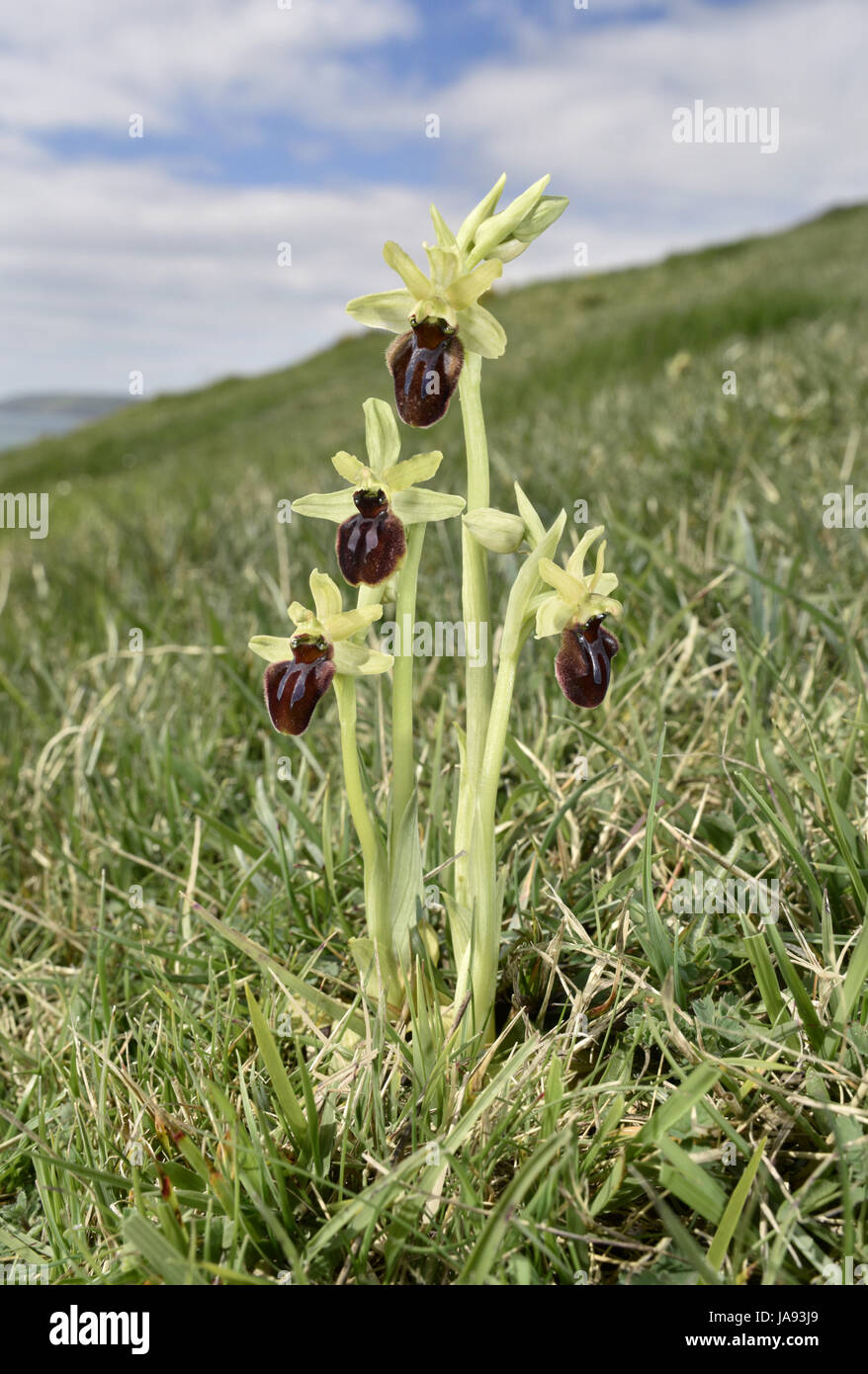Inizio Spider Orchid - Ophrys sphegodes Foto Stock