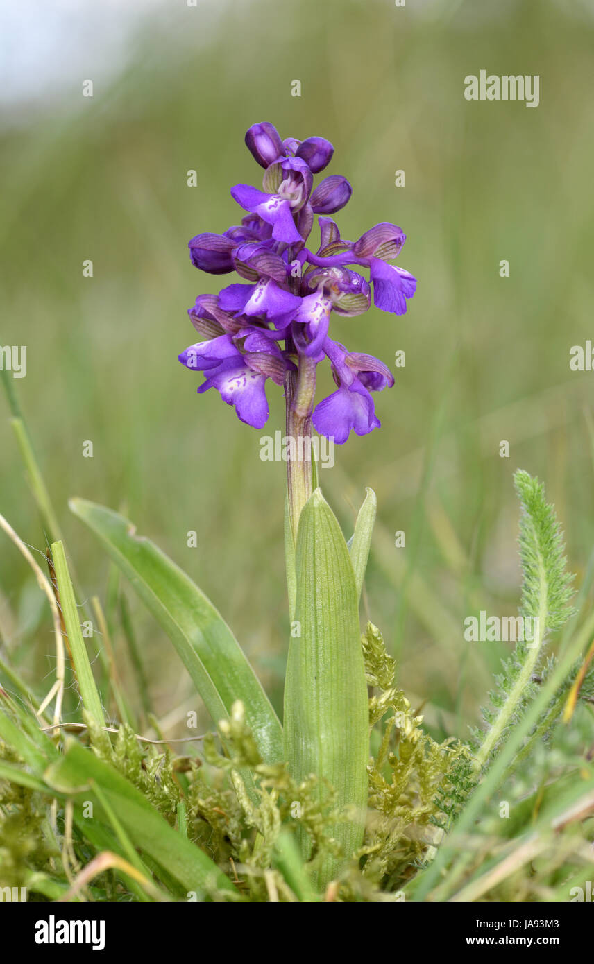 Verde-winged Orchid - Orchis morio Foto Stock