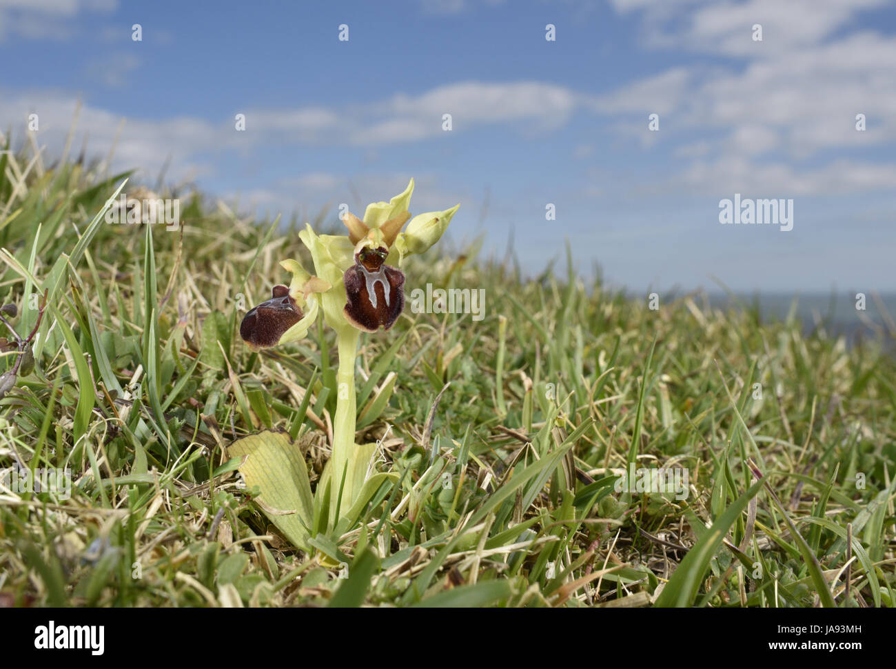 Inizio Spider Orchid - Ophrys sphegodes Foto Stock