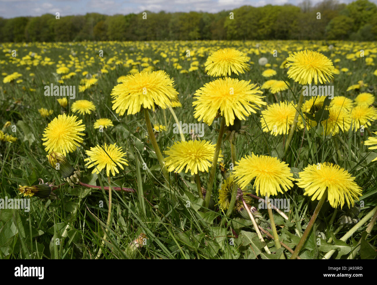 Tarassaco - Taraxacum officinale Foto Stock