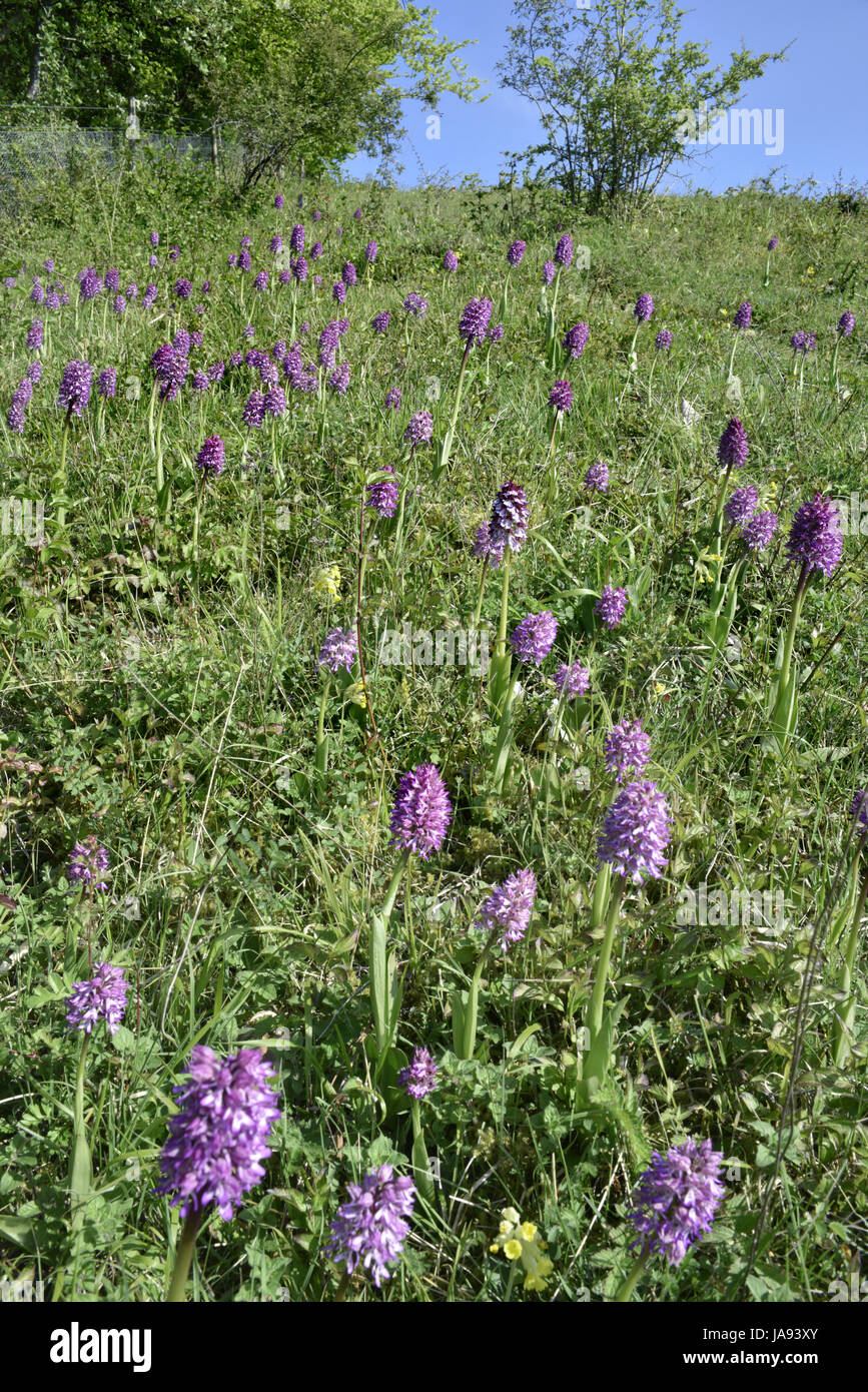 Hybrid Lady x Monkey orchidee - Orchis angusticruris x Foto Stock