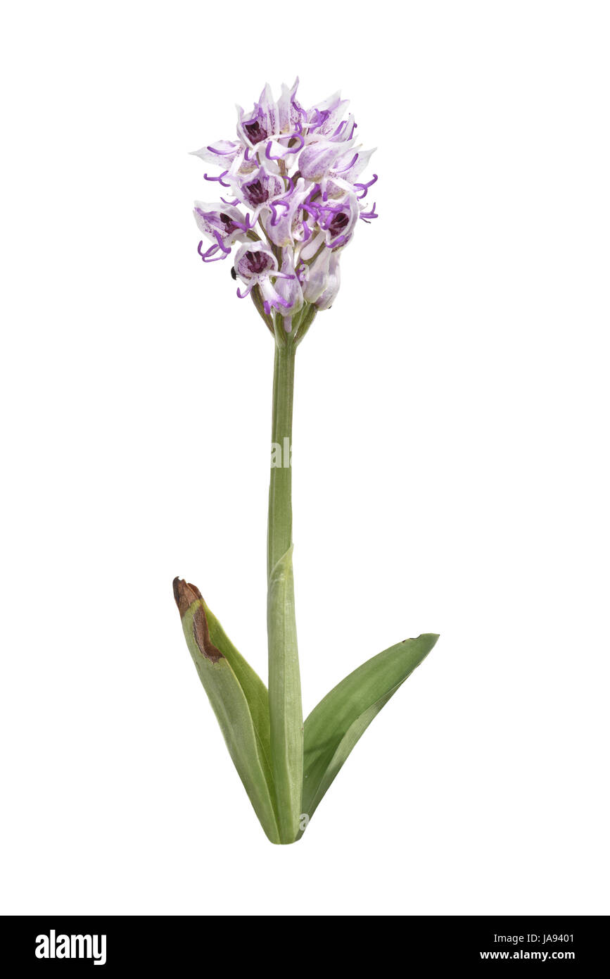 Orchide omiciattolo - Orchid simia Foto Stock
