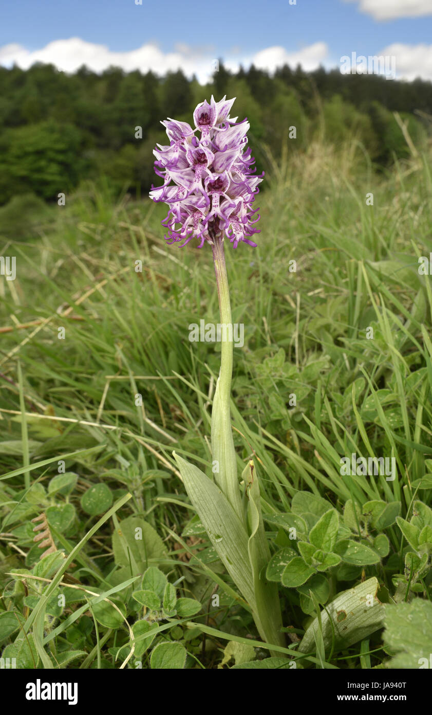 Orchide omiciattolo - Orchid simia - Kent Foto Stock