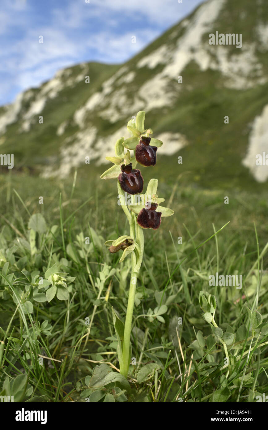 Inizio Spider Orchid - Ophrys sphegodes - Shakespeare Cliff/Samphire Hoe, Kent Foto Stock