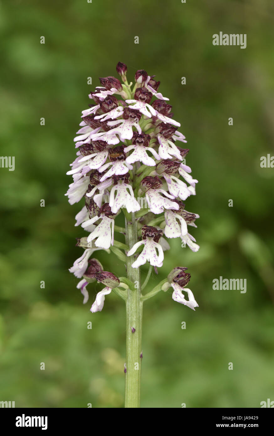 Lady Orchid - Orchidea purpurea Foto Stock