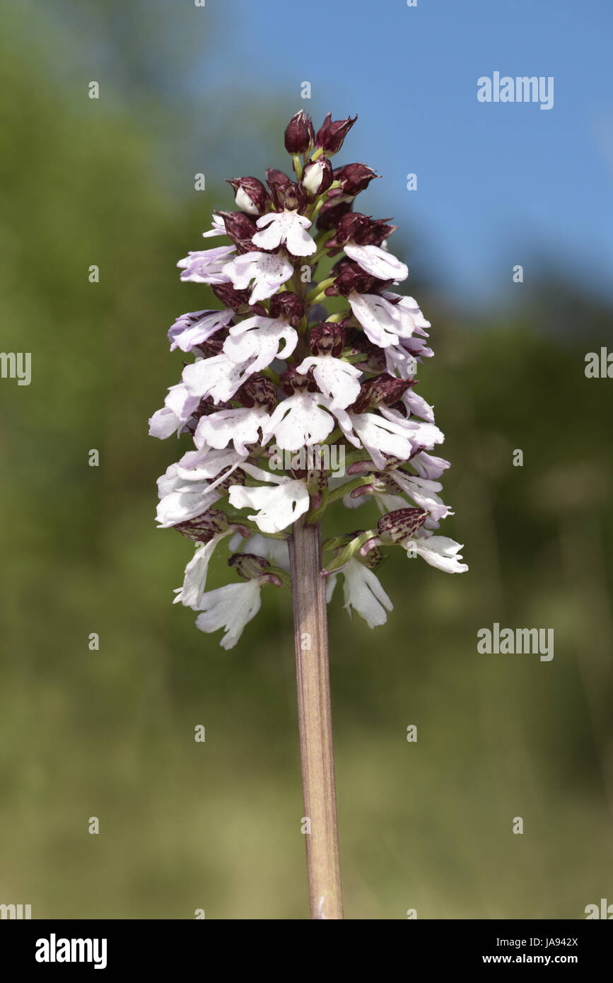 Lady Orchid - Orchidea purpurea Foto Stock
