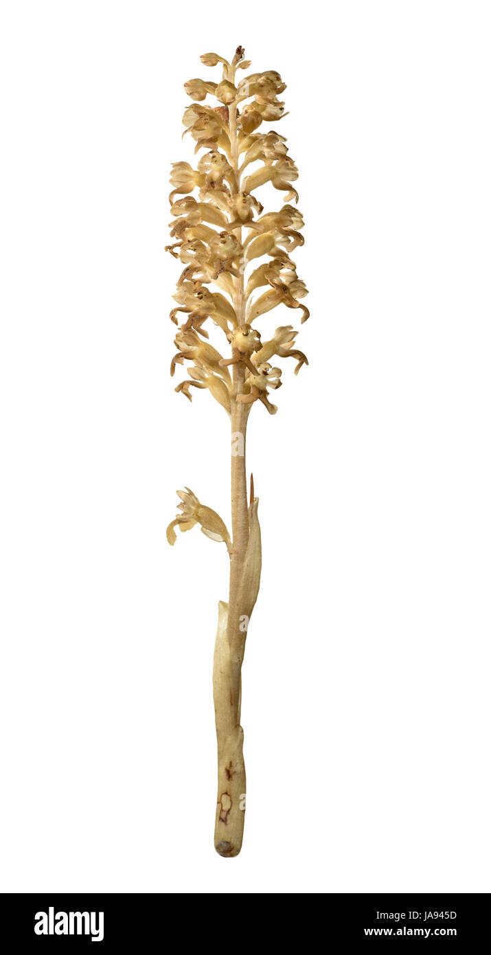 Bird's-nest Orchid - Neottia nidus-avis Foto Stock