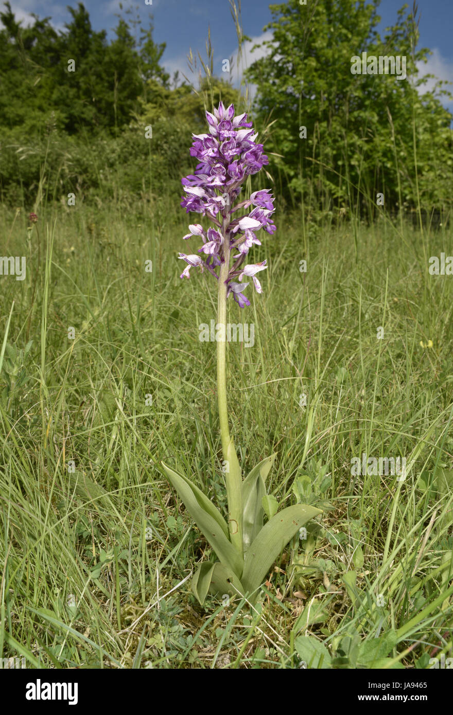 Militare - Orchidee Orchis militaris Foto Stock