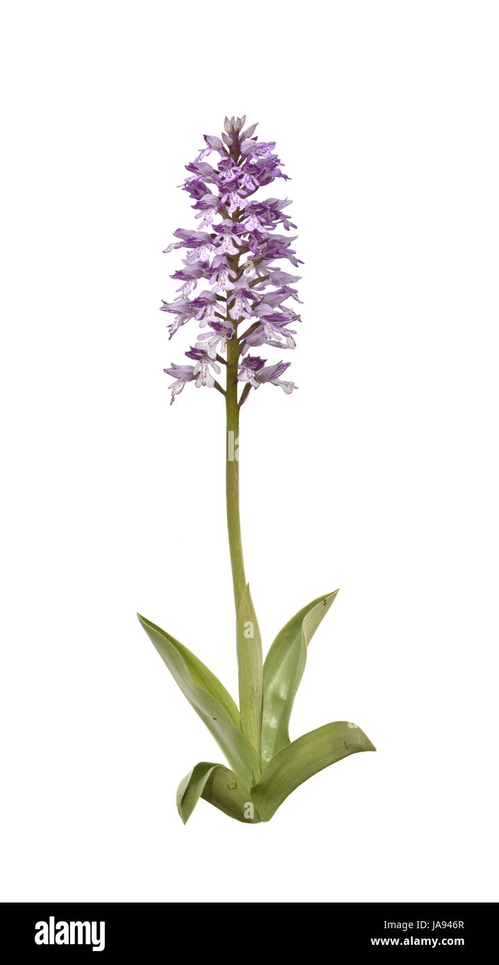 Militare - Orchidee Orchis militaris Foto Stock