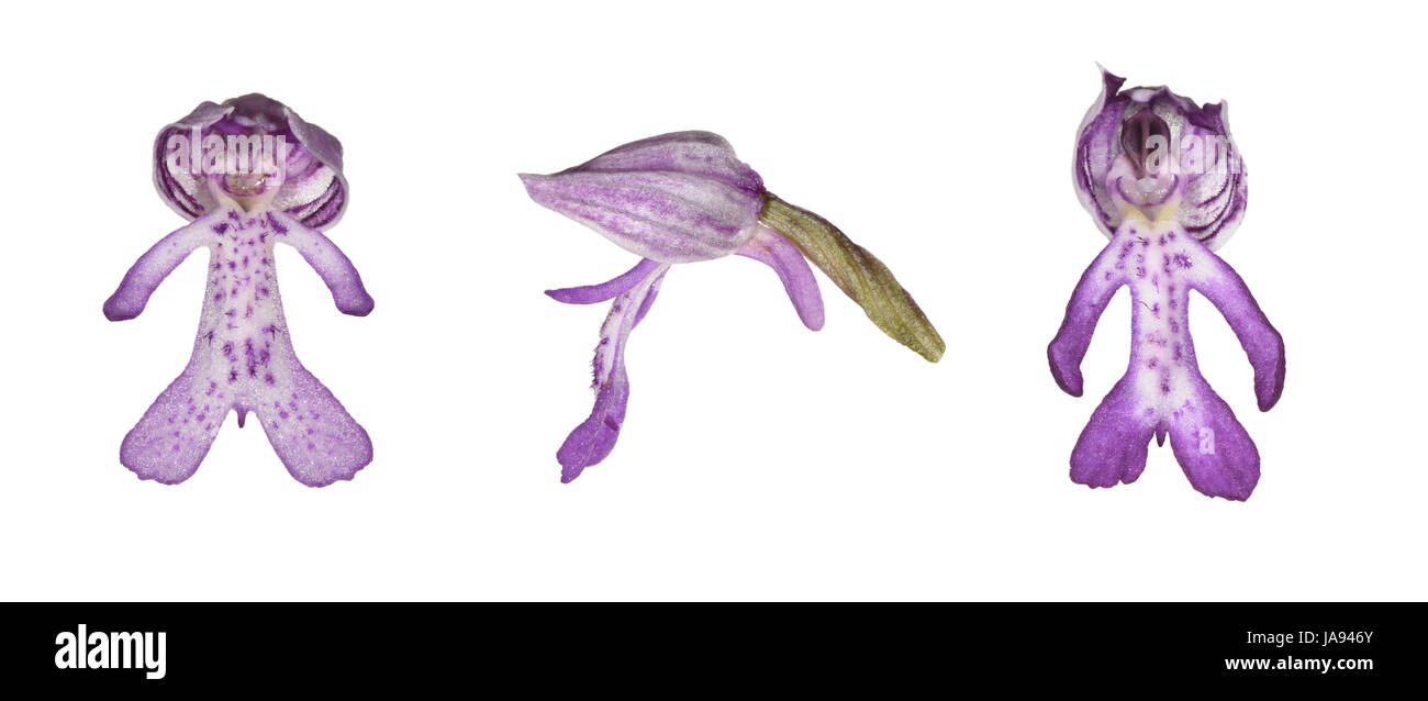 Militare - Orchidee Orchis militaris Foto Stock