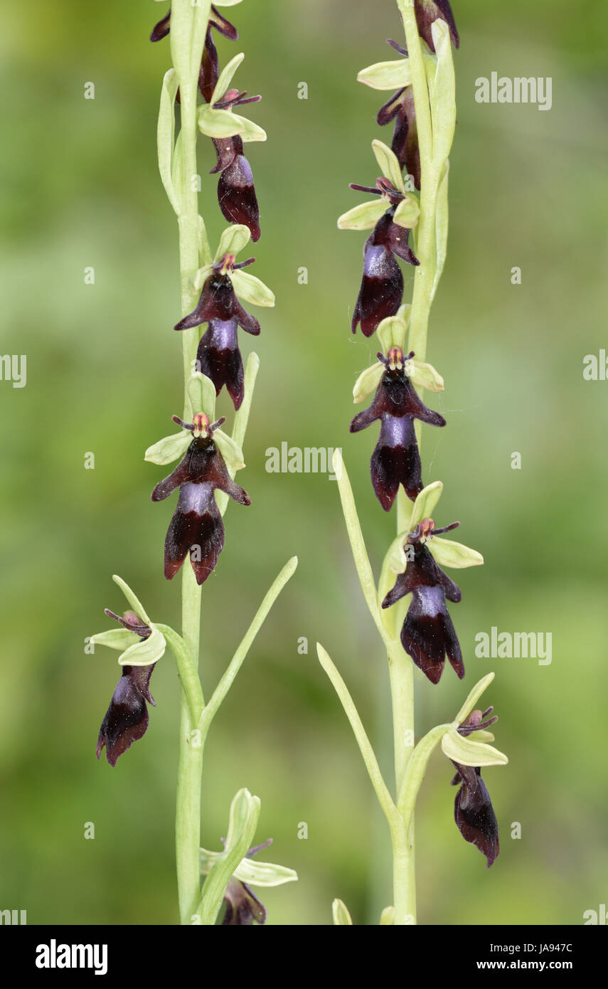 Fly Orchid - Ophrys insectifera Foto Stock