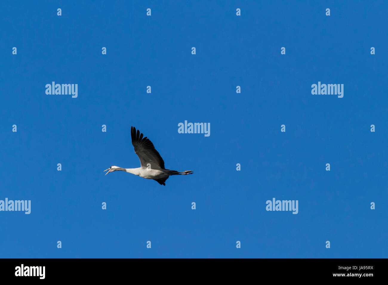 Uccelli, uccelli, gru, migrante, uccelli di passaggio, Germania federale tedesca Foto Stock