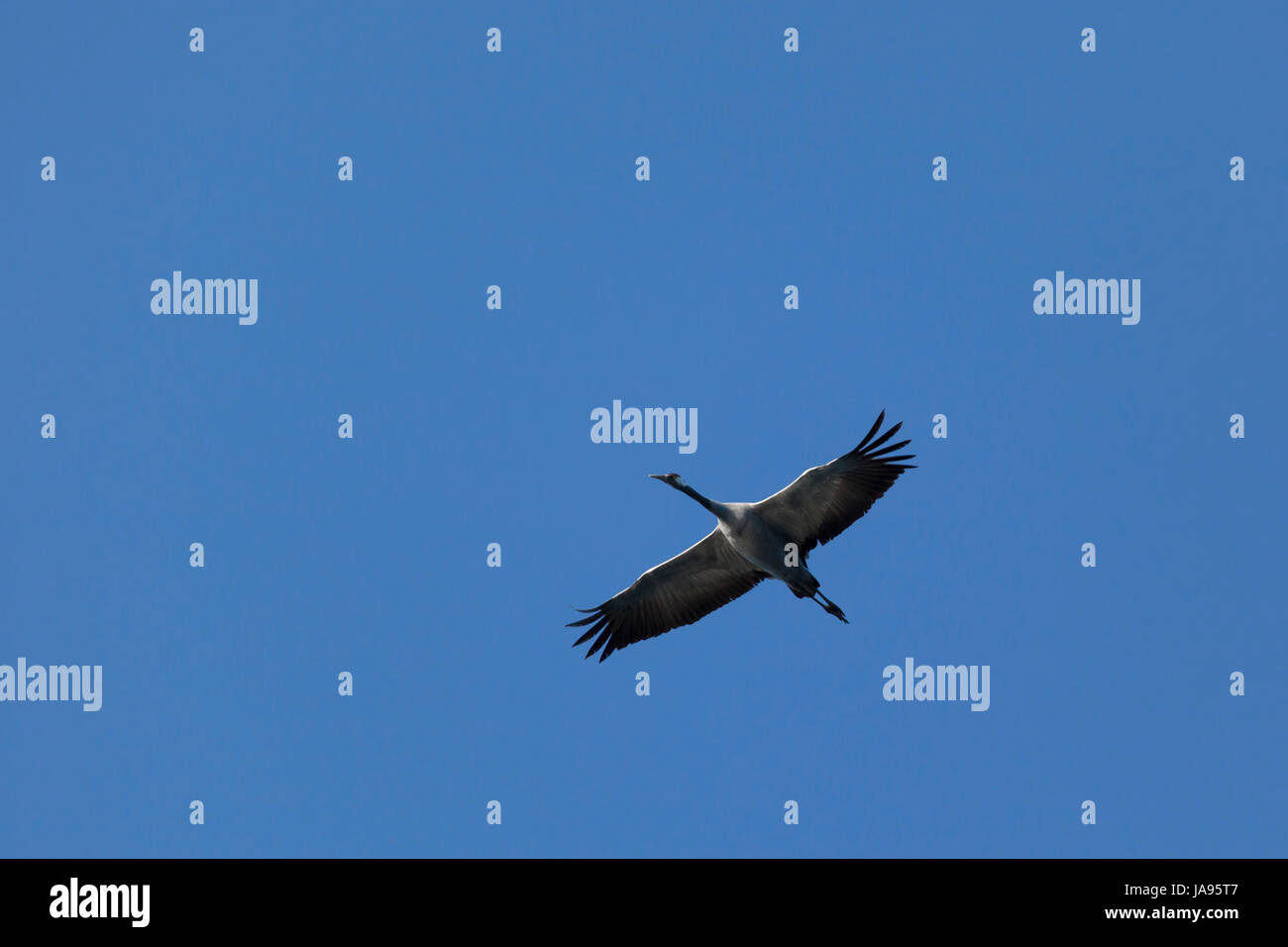 Uccelli, uccelli, gru, migrante, uccelli di passaggio, Germania federale tedesca Foto Stock