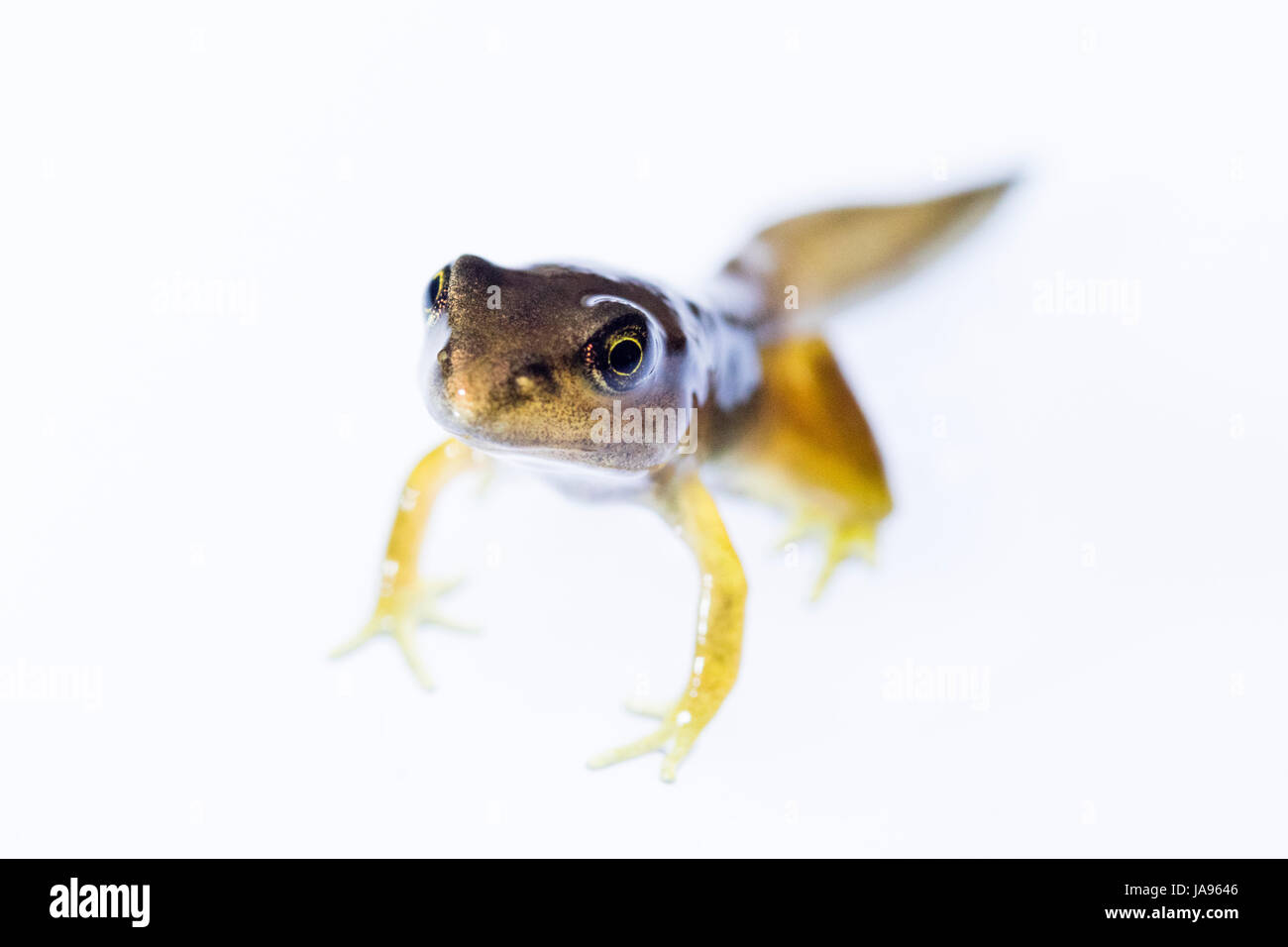 Tadpole/froglet metamorfosi Foto Stock