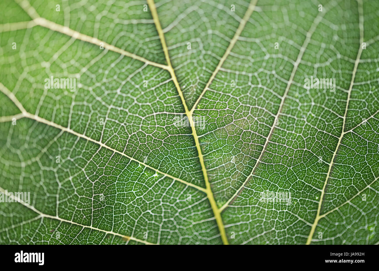 Close-up foglia verde texture Foto Stock