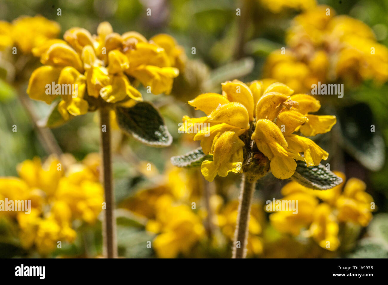 Cretan Gerusalemme Salvia, Phlomis cretica blooming Foto Stock