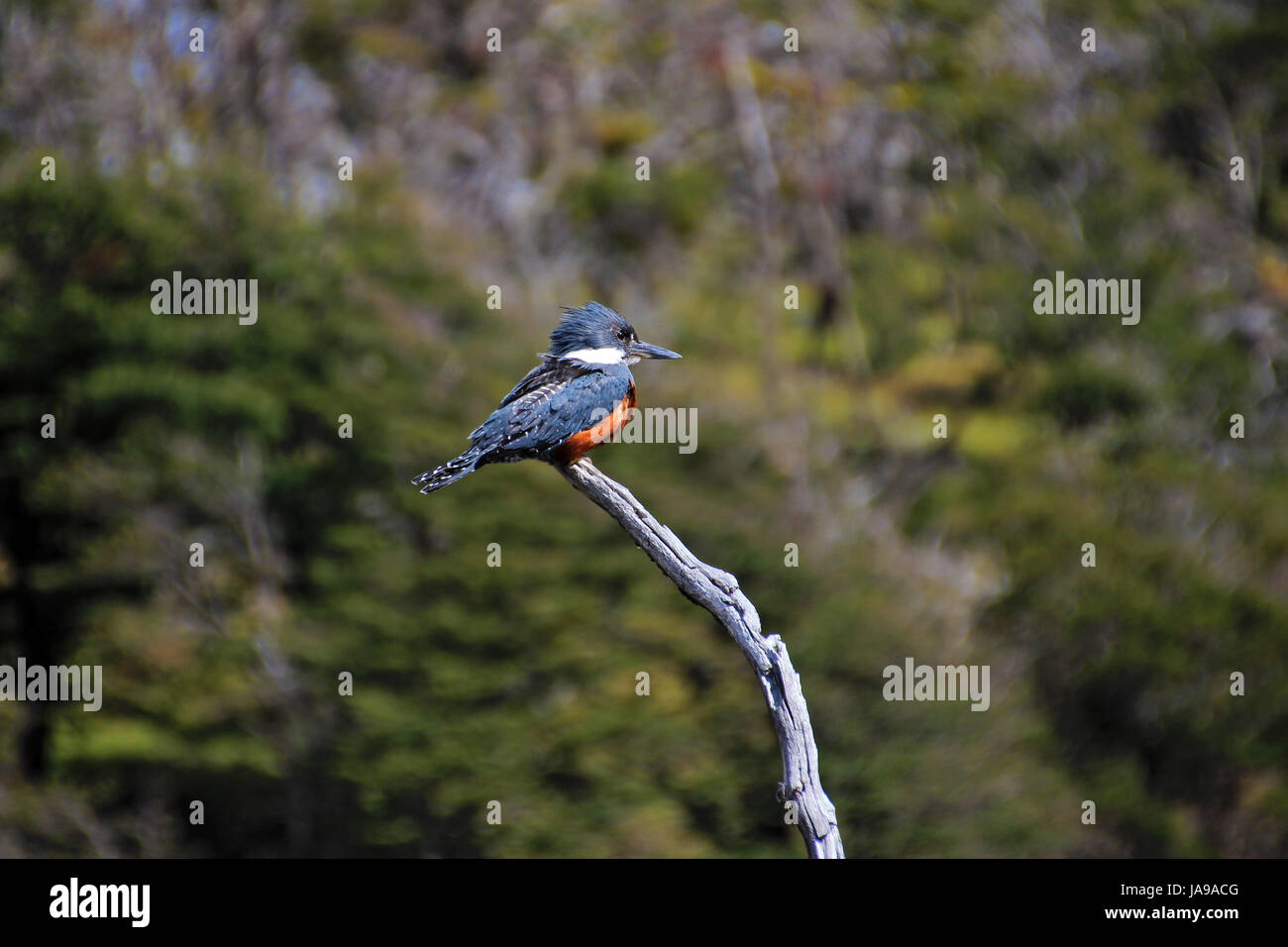 Bella inanellato Kingfisher, megaceryle torquata, sul ramo di un albero, Tierra del Fuego, Patagonia, Argentina Foto Stock