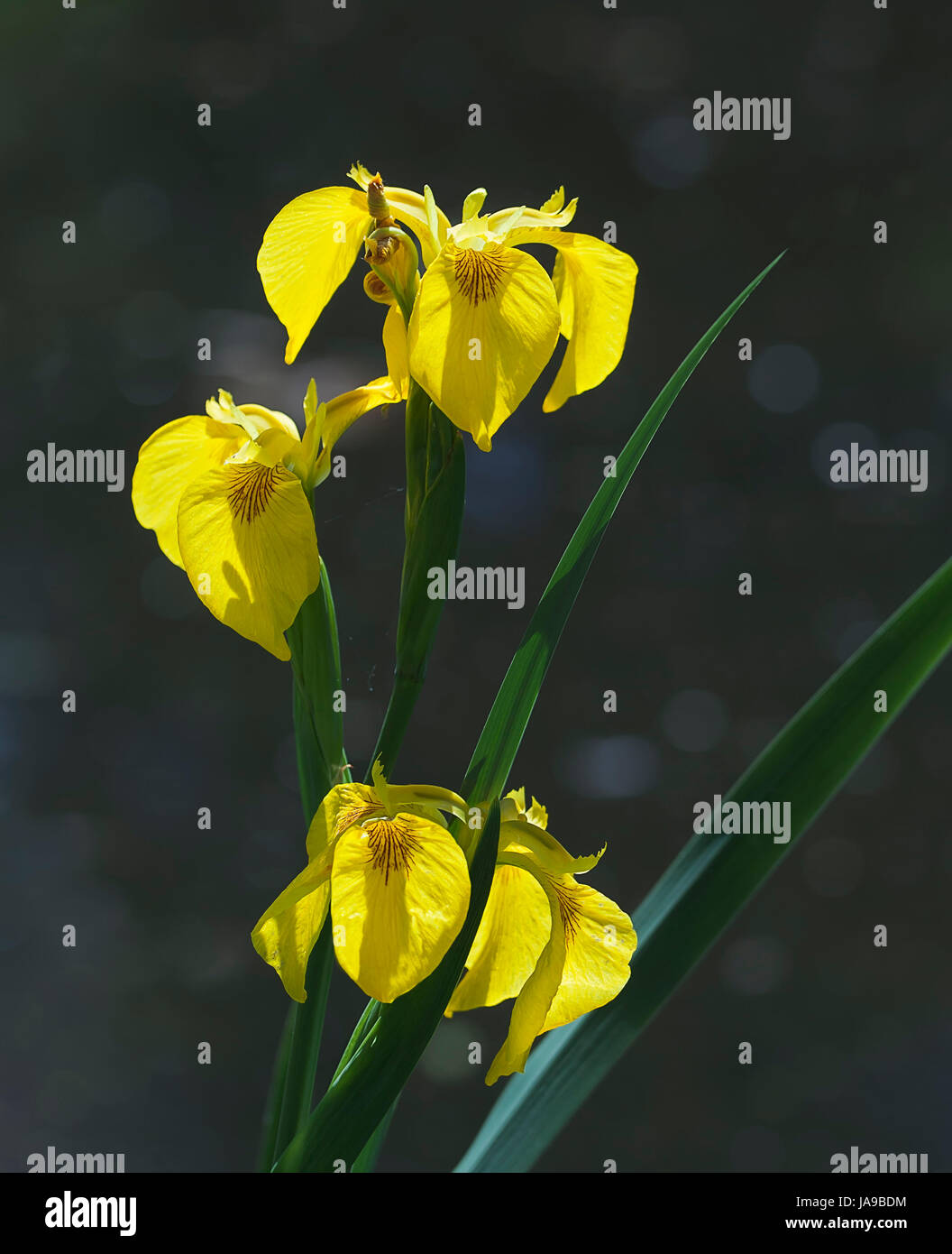 Bandiera gialla iris. Foto Stock