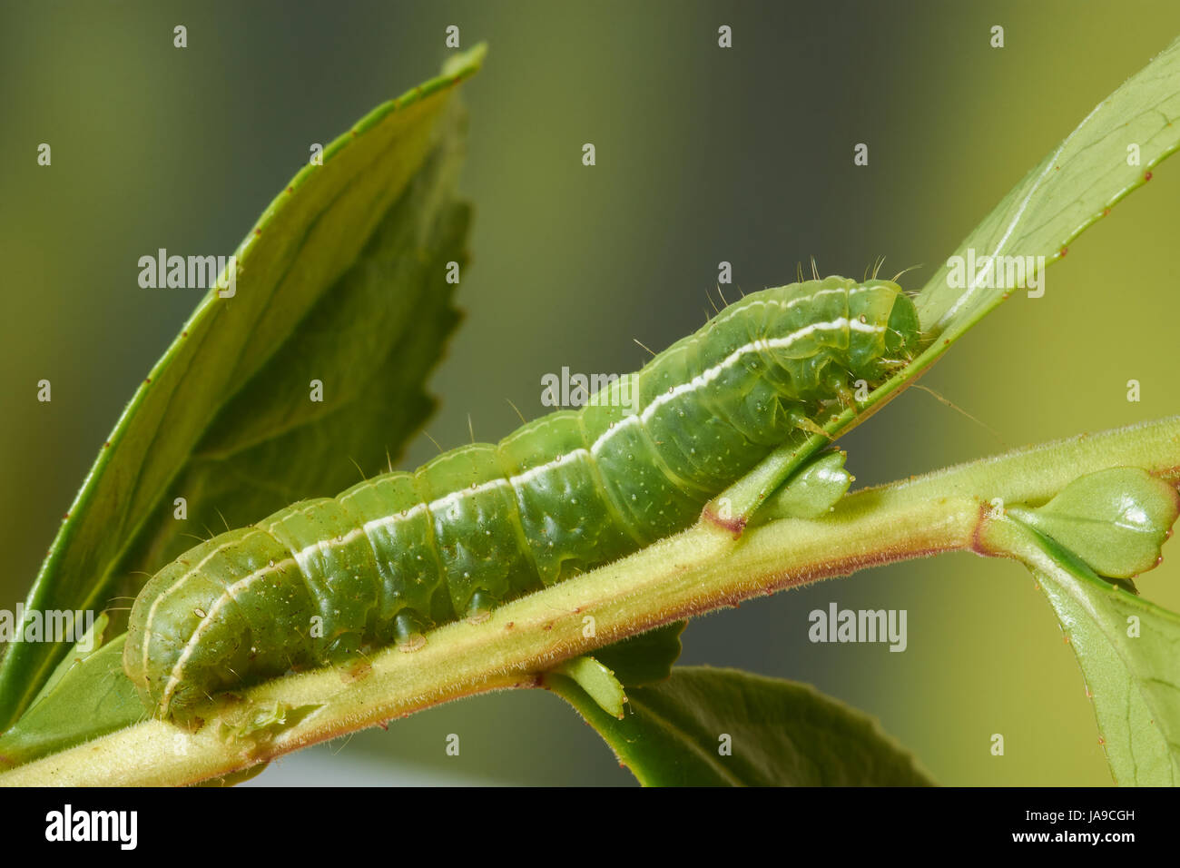 Cavolo Looper Caterpillar Foto Stock