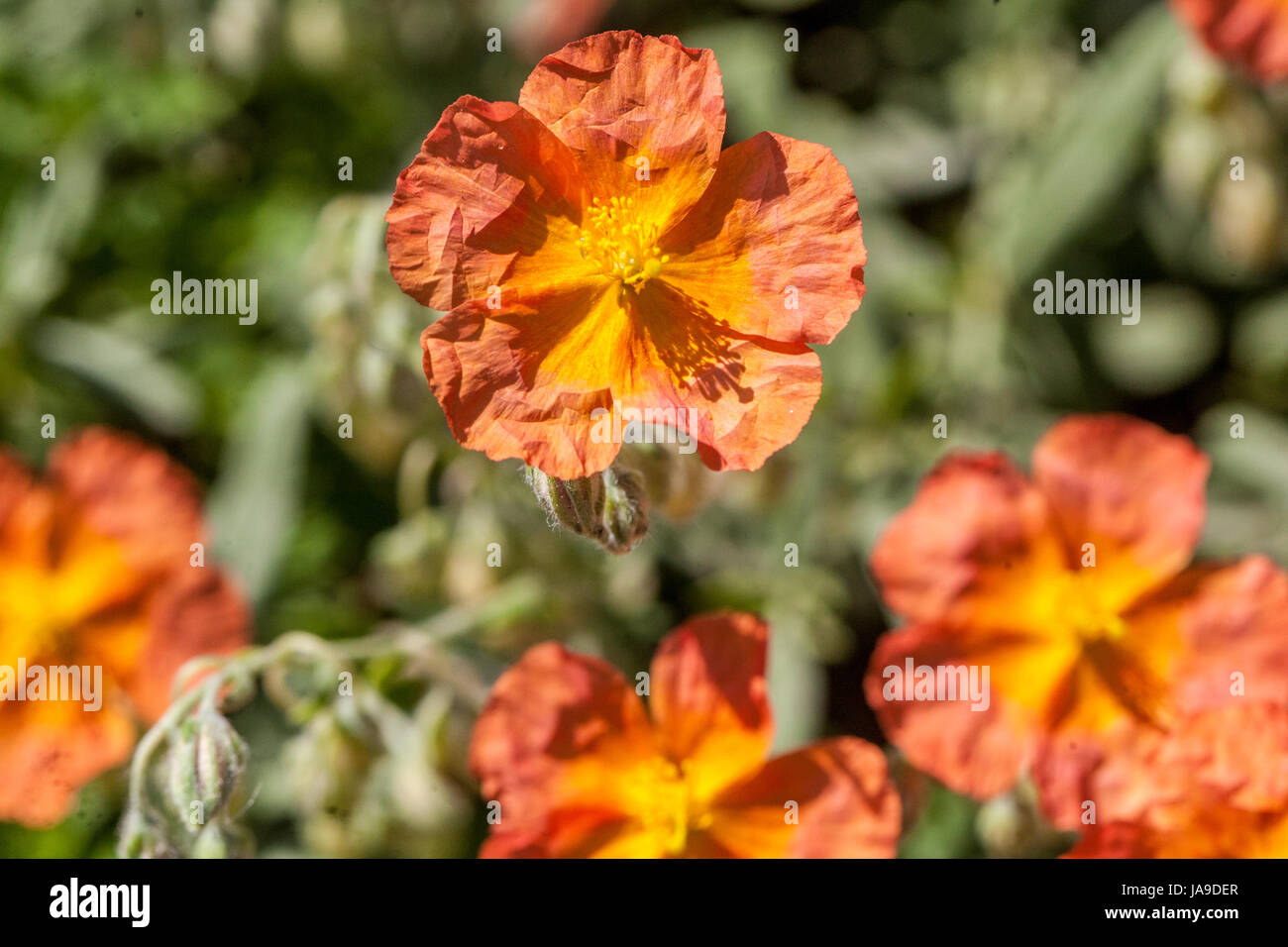 Rock Rose Helianthemum nummularium "Fire Dragon" Foto Stock