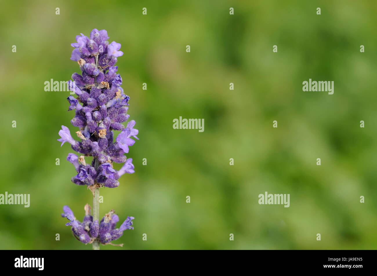 Pianta ornamentale, lavanda, piante ornamentali, realistici, bloom, blossom, fiorire, Foto Stock