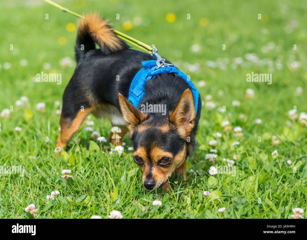 Chihuahua cane. Razza cane Chihuahua in piedi sull'erba. Foto Stock