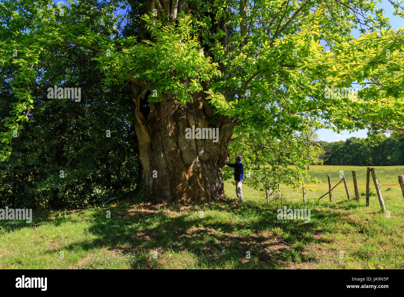 Francia, Haute Vienne, Saint-Sulpice-les-Feuilles, Virvalais borgo, uno dei due castagno Petits Jean 560 anni Foto Stock