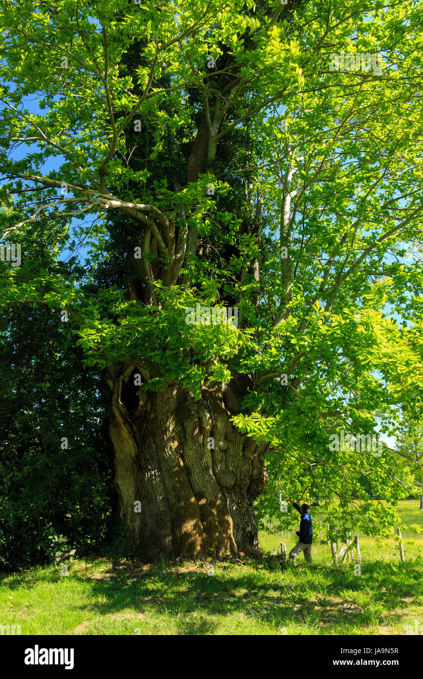 Francia, Haute Vienne, Saint-Sulpice-les-Feuilles, Virvalais borgo, uno dei due castagno Petits Jean 560 anni Foto Stock