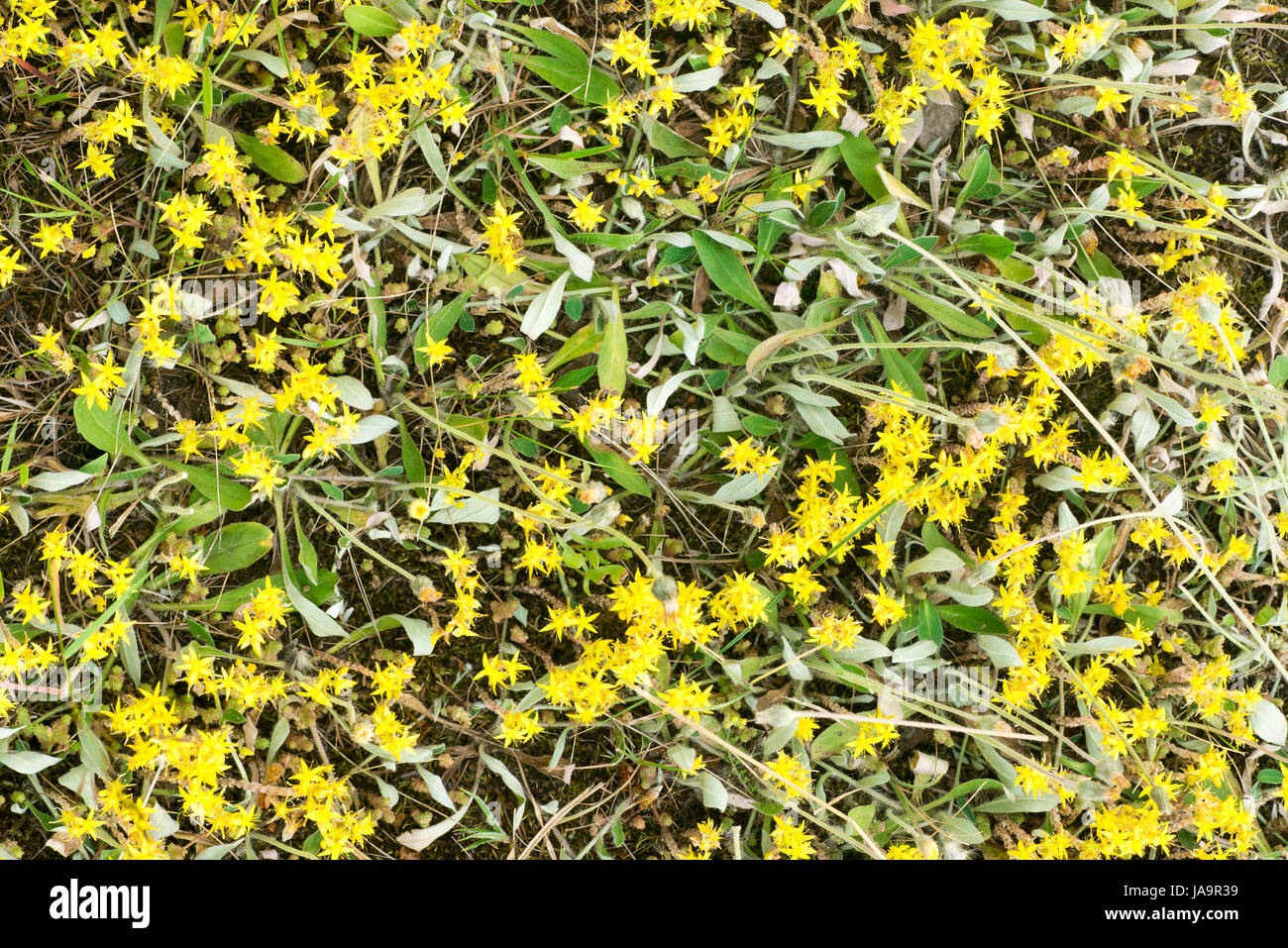 Giallo plowers stonecrop closeup Foto Stock