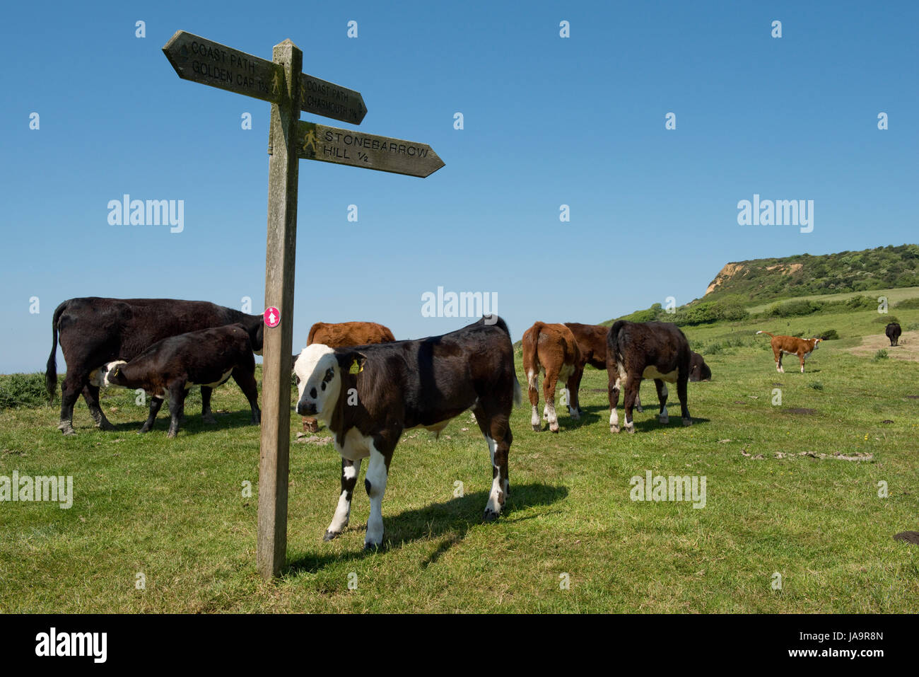 Una mandria di vacche nutrici e di vitelli sul sentiero costiero su Stonebarrow collina ad est di Charmouth nel Dorset in una bella estate precoce dei giorni di maggio Foto Stock