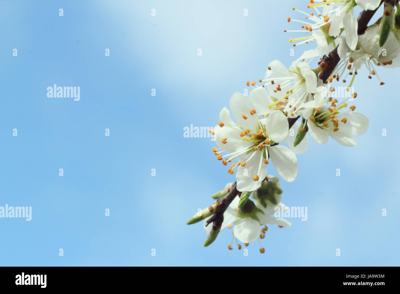 Prugnolo (Prunus spinosa o pruno selvatico, una prima fonte di nettare, nel pieno fiore nella campagna inglese in una giornata di sole in primavera, REGNO UNITO Foto Stock