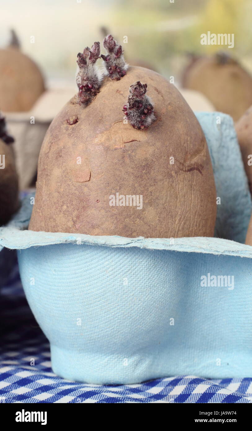 Tuberi seme di patate (Charlotte varietà) chitting in una scatola per uova in un tiepido davanzale per incoraggiare i germogli di forte prima di piantare, REGNO UNITO Foto Stock